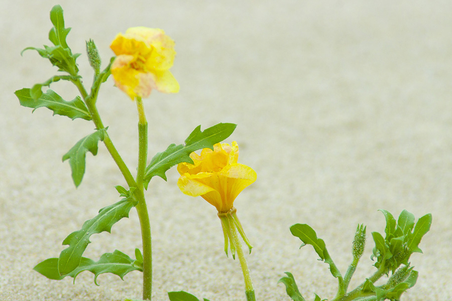 0花8900.jpg