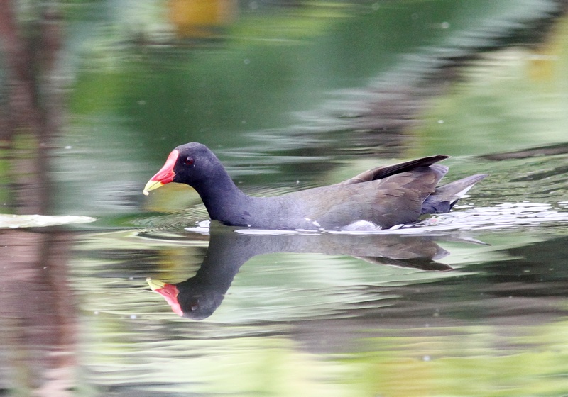 IMG_5979.jpg