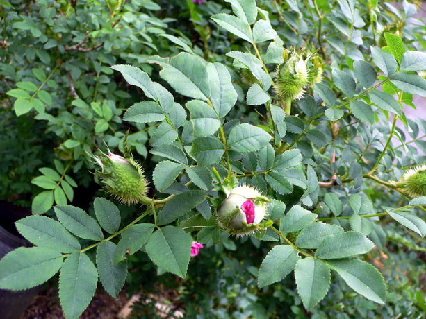 P1250337缫丝花－0.jpg