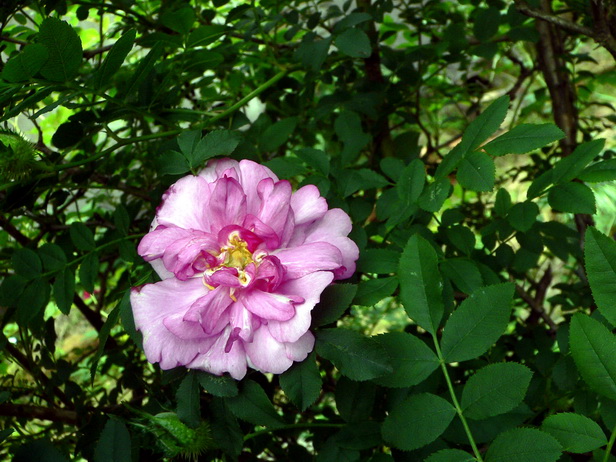 P1250334缫丝花－0.jpg