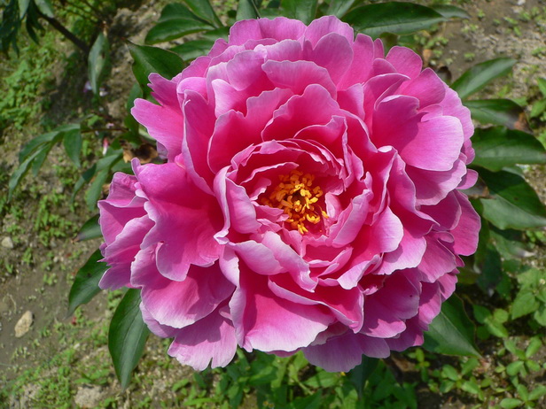 6。