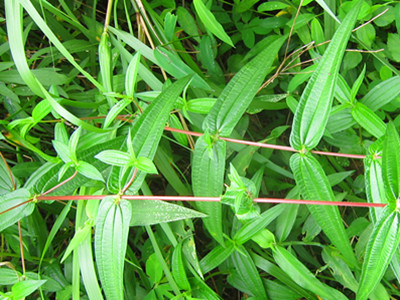 植物二.jpg
