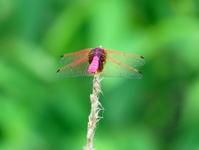 蜻蜓二.jpg