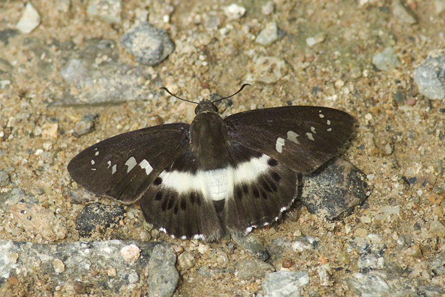 A11900.jpg