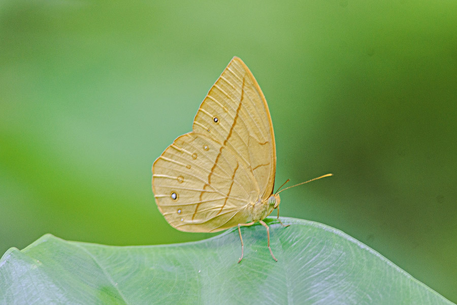 A37900.jpg