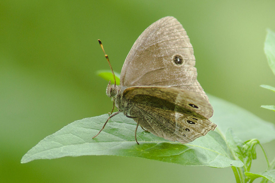 A35900.jpg