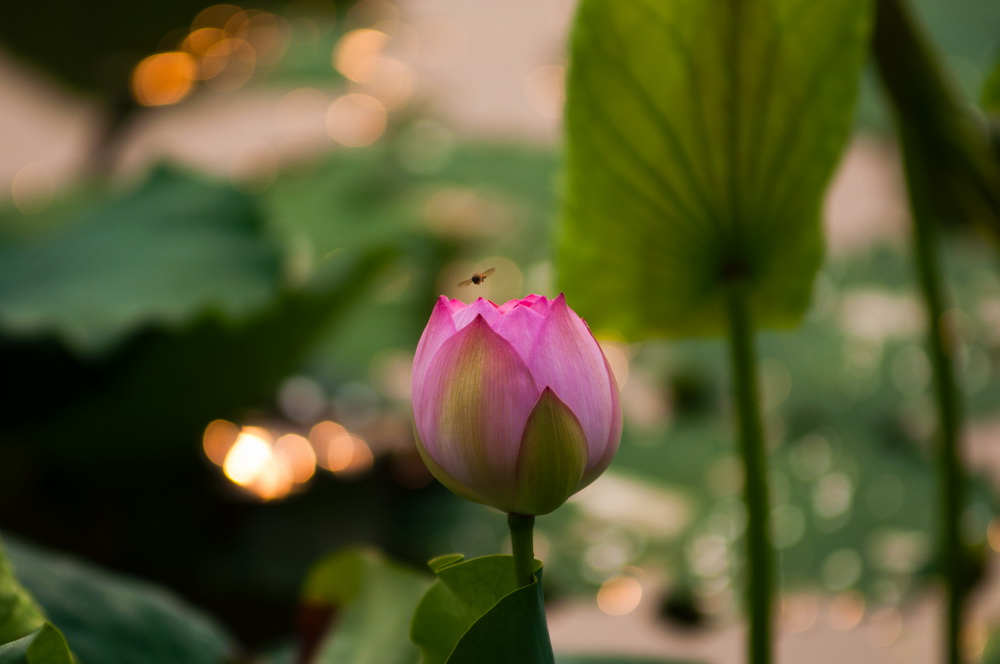 _DSC2921_调整大小.jpg
