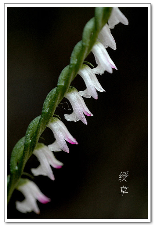 DSC_1647绶草00.jpg