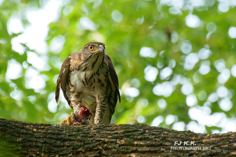 DSC07594a.jpg