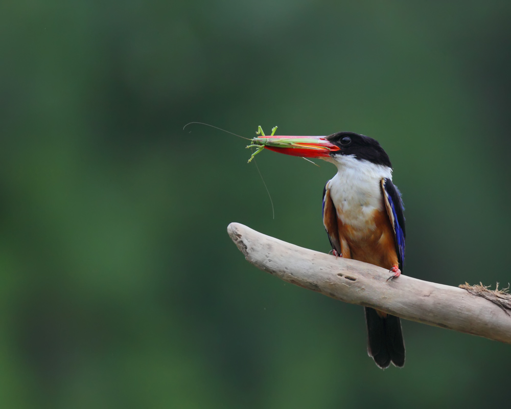 DPP_048171.jpg