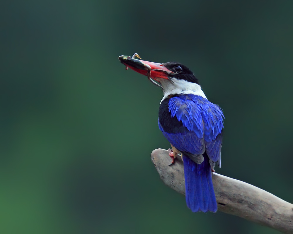 DPP_049061.jpg