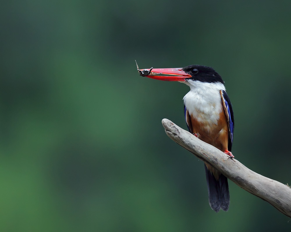 DPP_049551.jpg