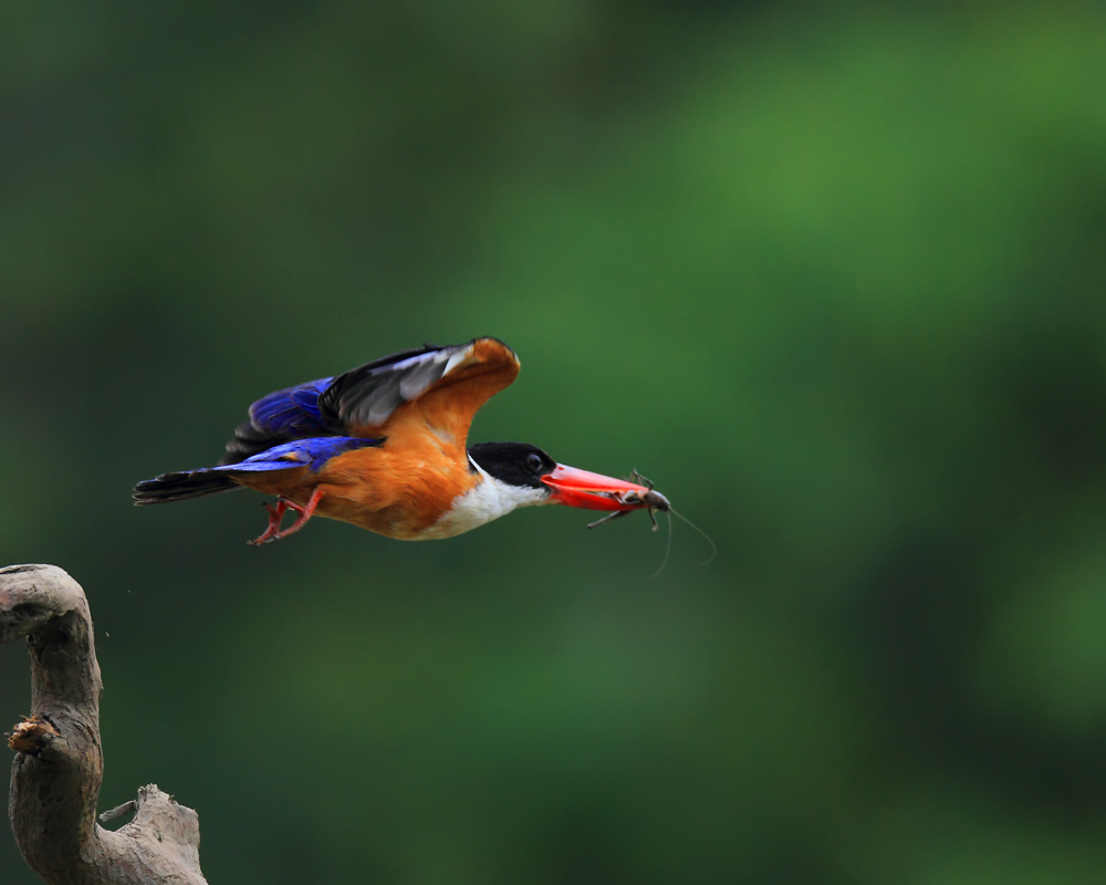 DPP_049511.jpg
