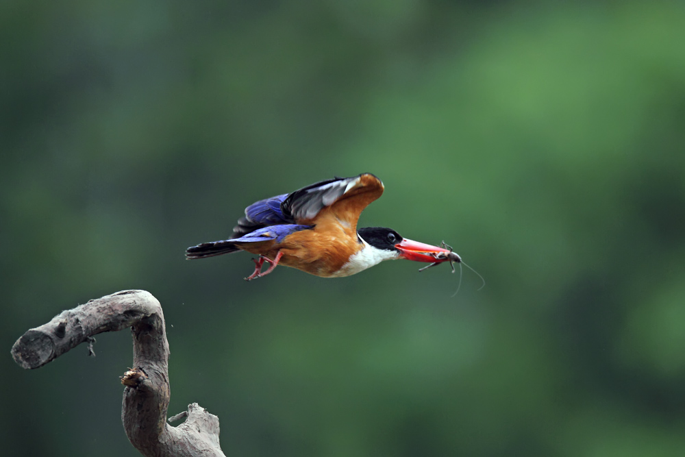 DPP_047761.jpg