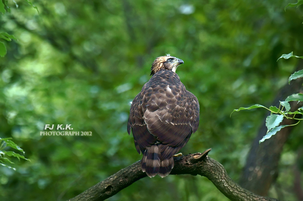 DSC03909a.jpg