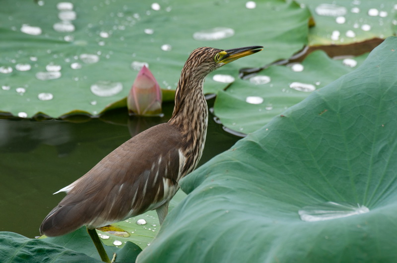 _DSC4250_调整大小.jpg