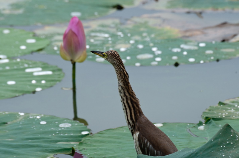 _DSC4195_调整大小.jpg