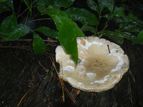 约有20cm，大吧