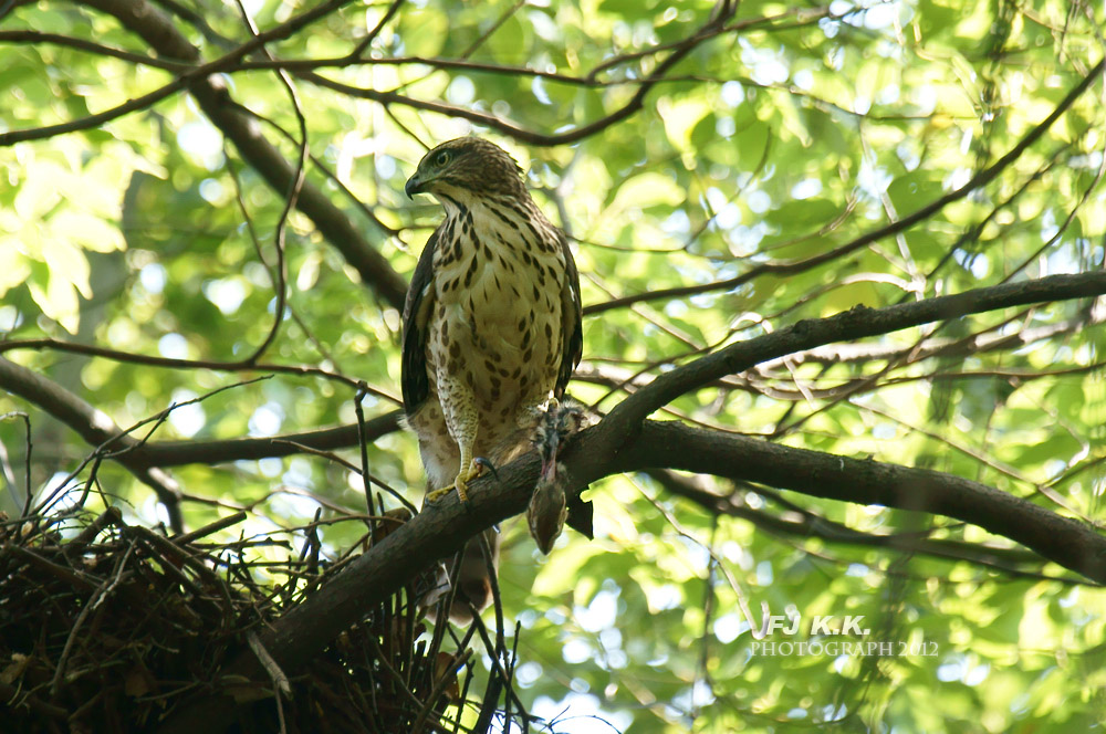 DSC04113a.jpg