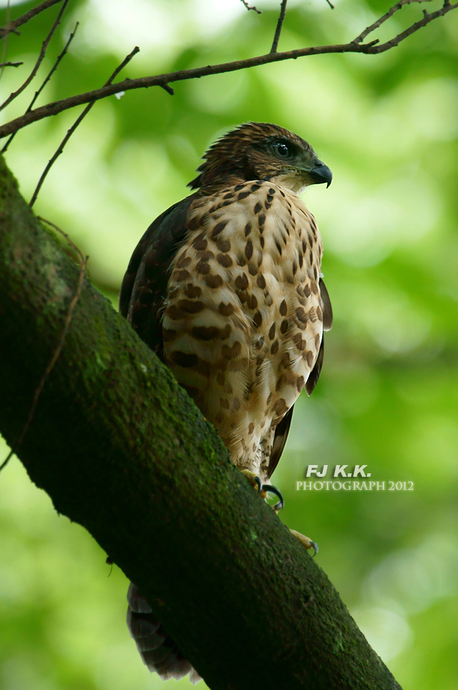 DSC03383a.jpg
