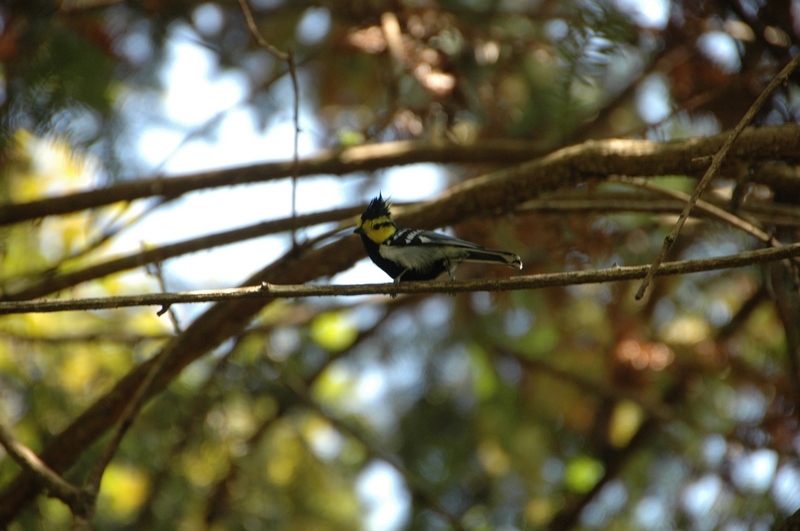 nEO_IMG_DSC_0239.jpg