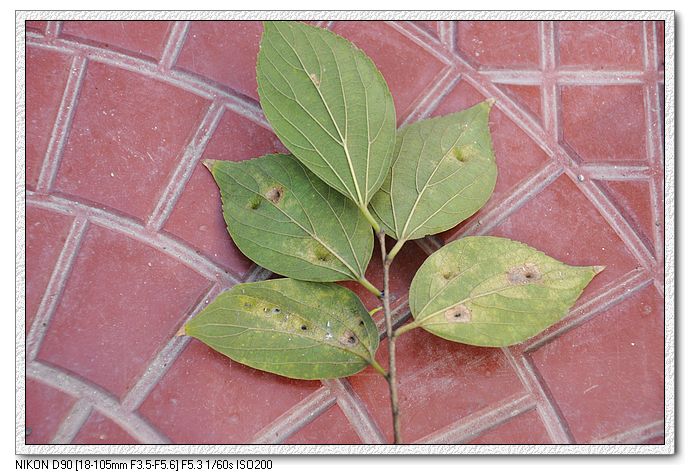 nEO_IMG_植物（3）.jpg