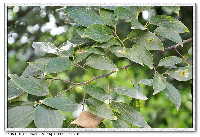 nEO_IMG_植物 (2).jpg