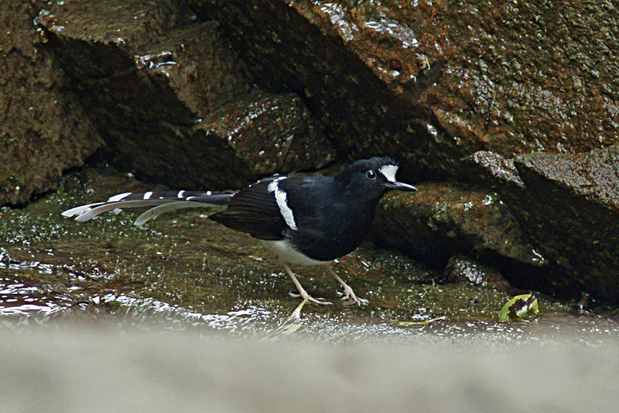 黒冠燕尾900.jpg