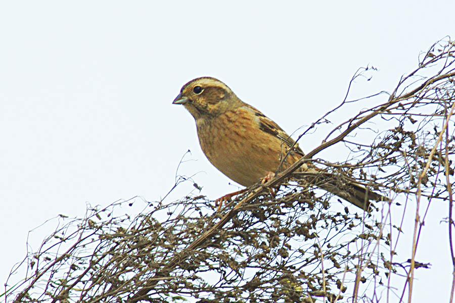 山麻雀900.jpg