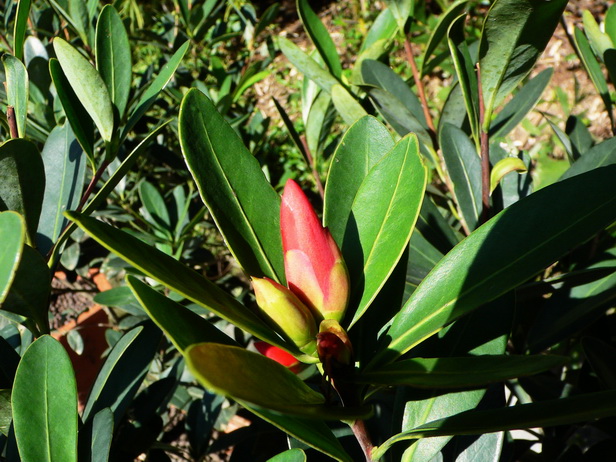 2。杜鹃叶山茶