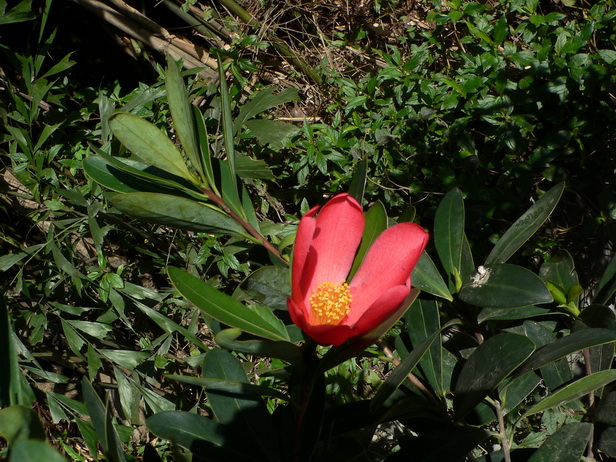 P1330561杜鹃叶山茶－0.jpg