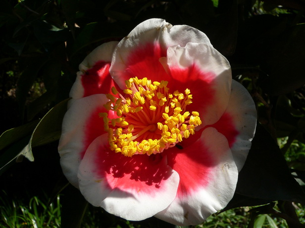 P1330604山茶－0.jpg