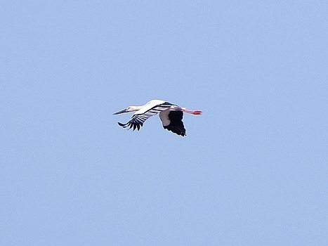 东方白鹳2.jpg