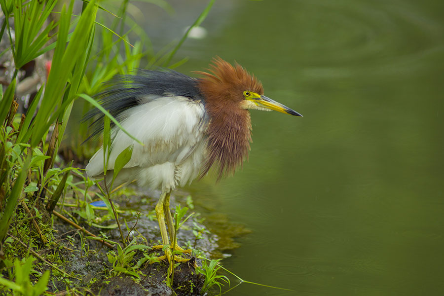 4池鹭2900.jpg
