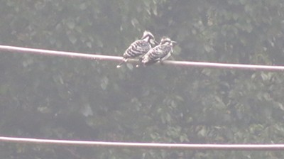 IMG_0753_.jpg