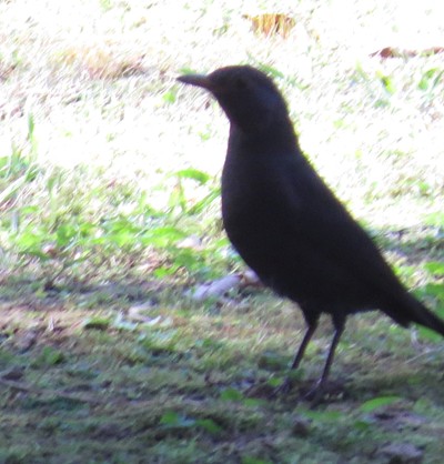 IMG_0882_.jpg