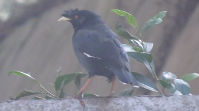 IMG_0775_.jpg