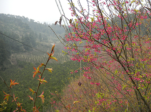 樱花2.jpg