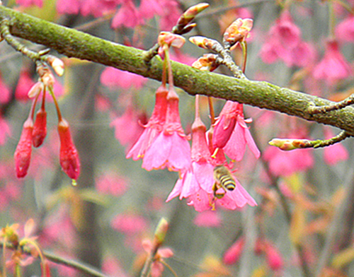 樱花蜜蜂.jpg