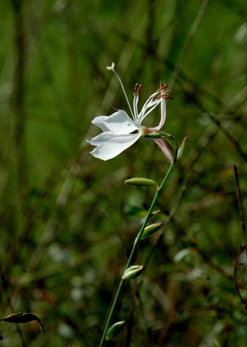 DSC_4797千鸟花0.jpg