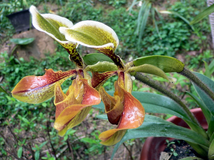 P1360027紫毛兜兰－0.jpg