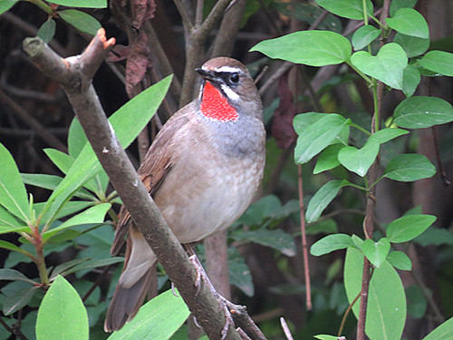IMG_2062_副本.jpg