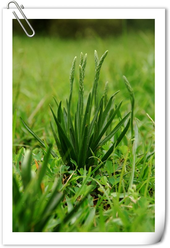 DSC_1061绶草.jpg