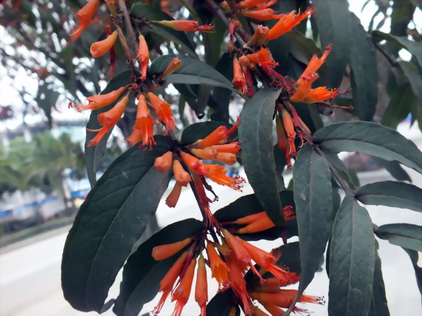DSCF0767Ϻӻ0.jpg