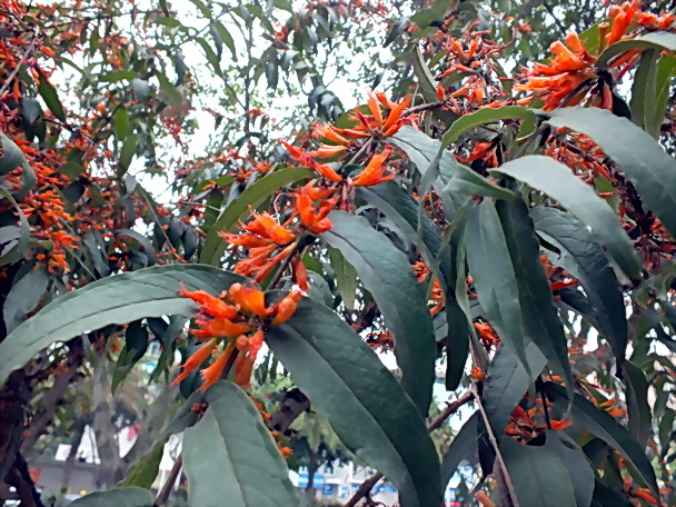 DSCF0760Ϻӻ0.jpg