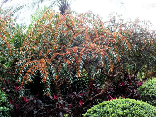 DSCF0820Ϻӻ-0.jpg