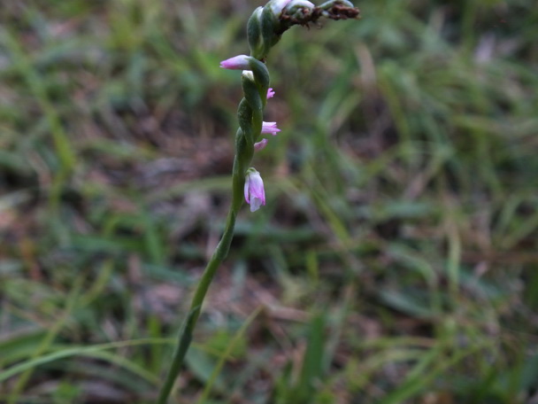 DSCF0933绶草－0.jpg