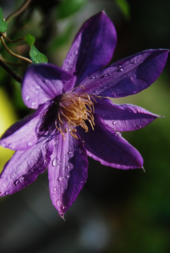 花6.jpg