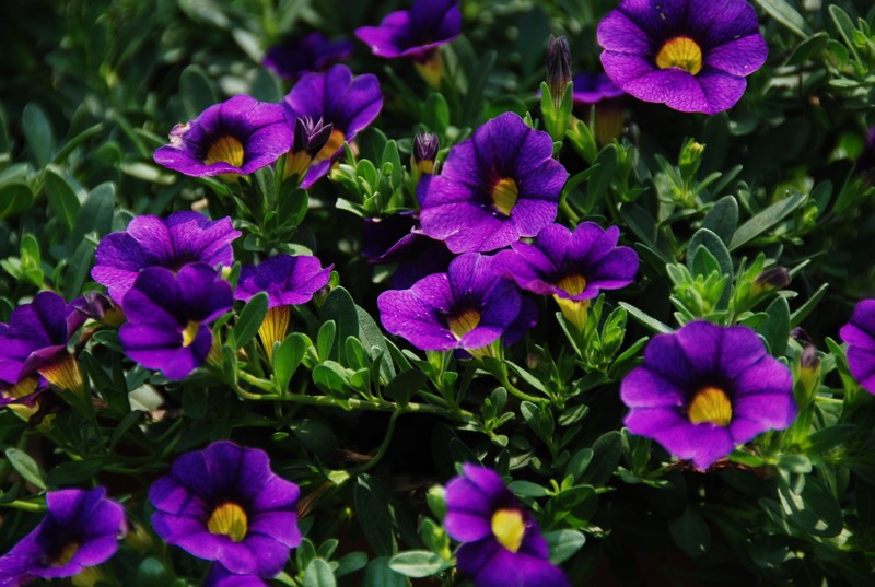 花10.jpg