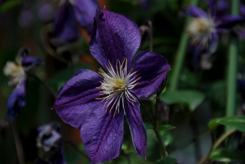 花8.jpg